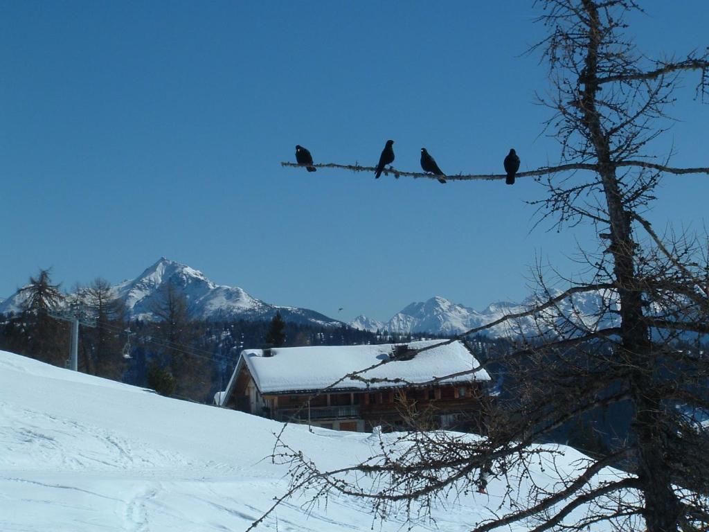 Mecki'S Dolomiten Panorama Stubn Debant Номер фото